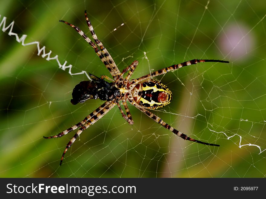 Nature Spider