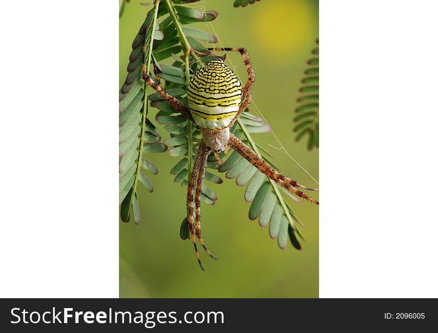 Nature Orb Web Spider
