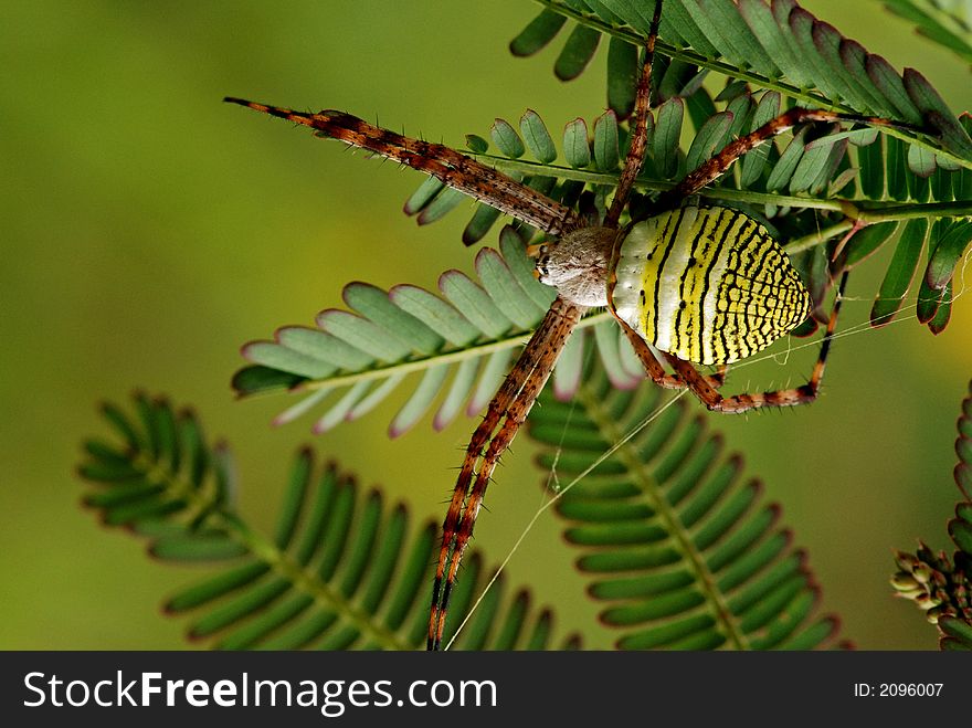 Nature Orb Web Spider