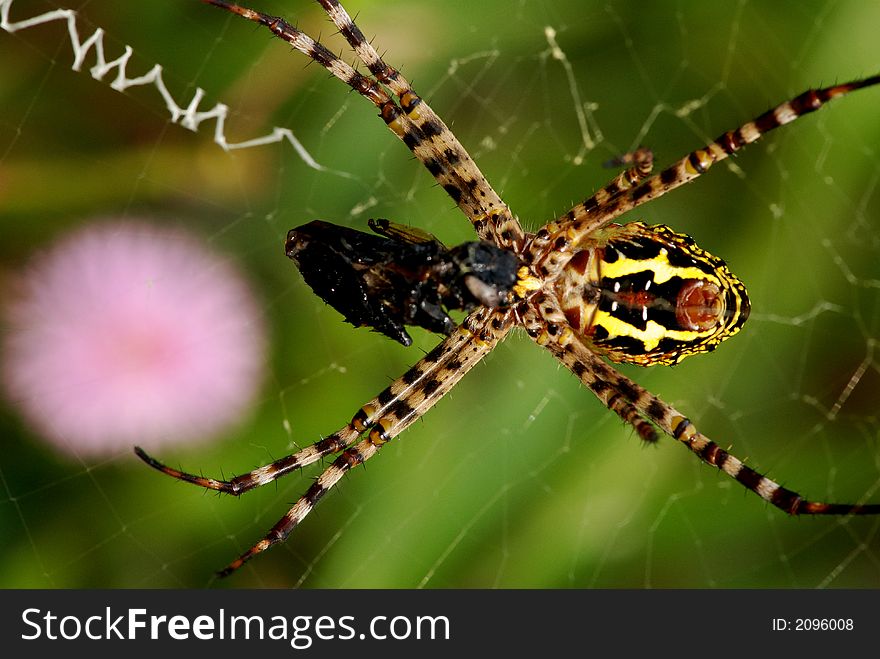 Nature orb web spider