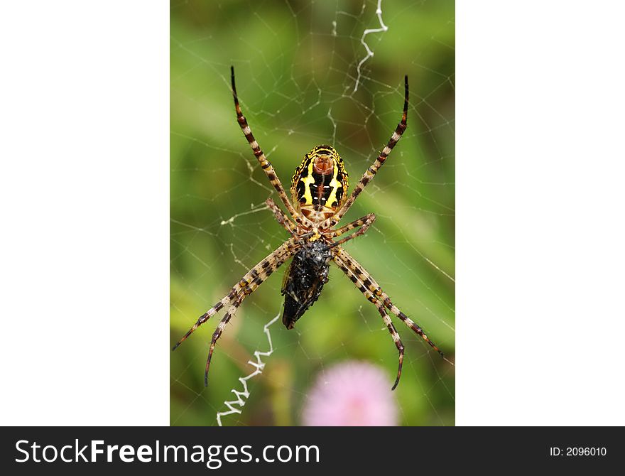 Nature Spider