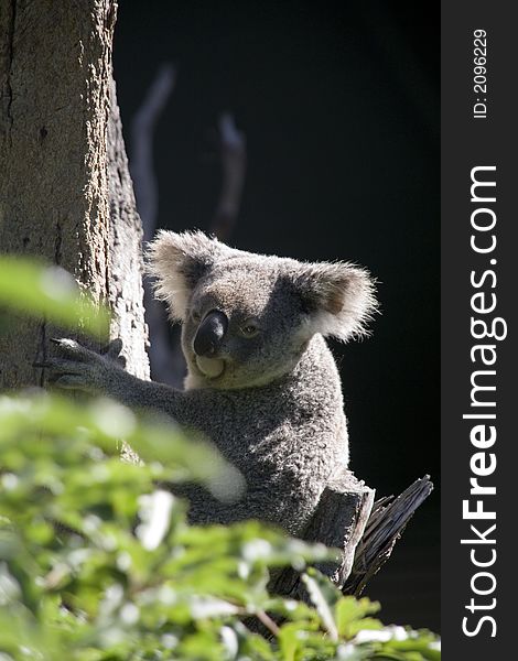 Native Australian Koala Bear in a Tree