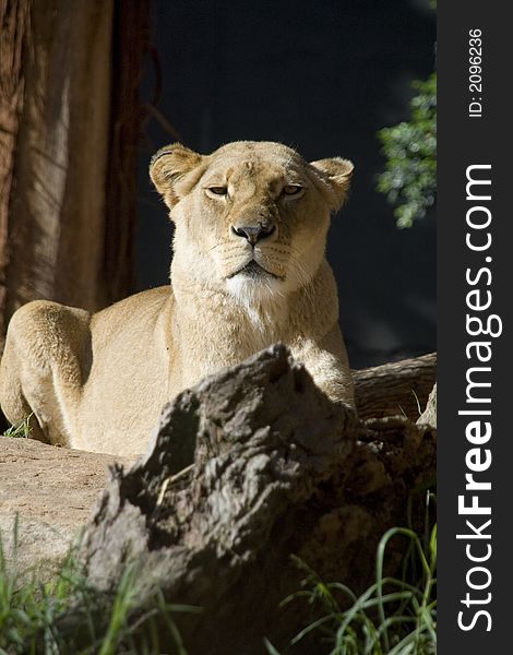 A lioness resting calmly on a wonderful day. A lioness resting calmly on a wonderful day