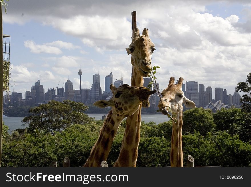 Giraffe eating grass with sydney skyline background. Giraffe eating grass with sydney skyline background