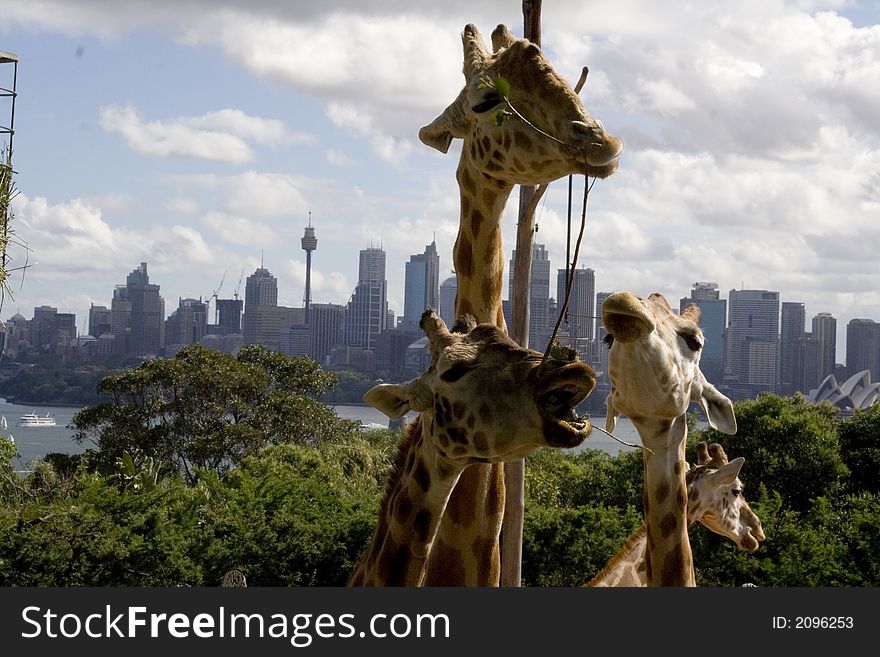 Giraffe eating grass with sydney skyline background. Giraffe eating grass with sydney skyline background