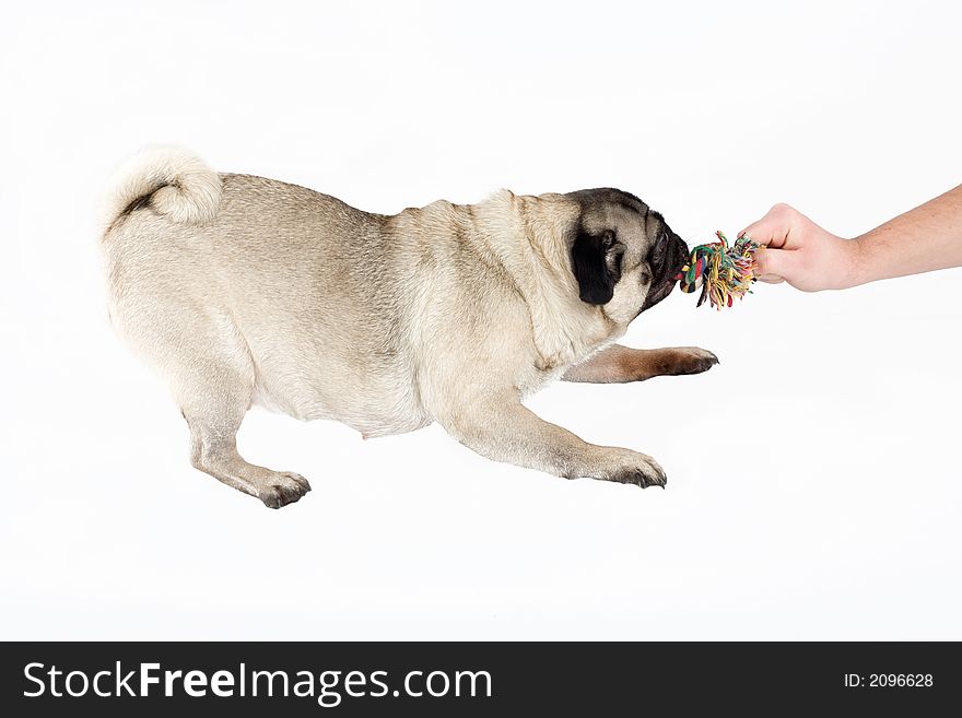 A pug with her toy, isolated on white