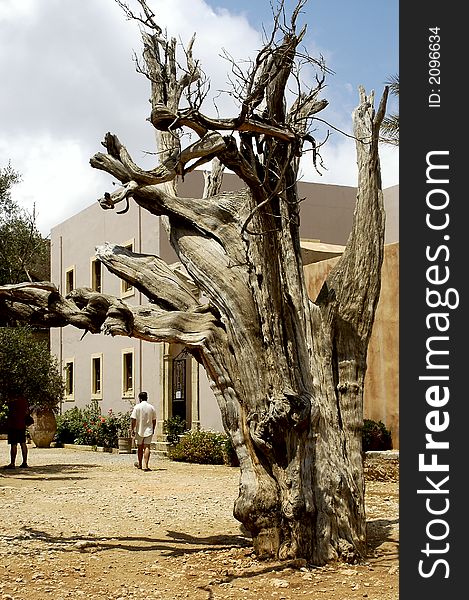 Crete Arkadi convent very old brown tree. Crete Arkadi convent very old brown tree