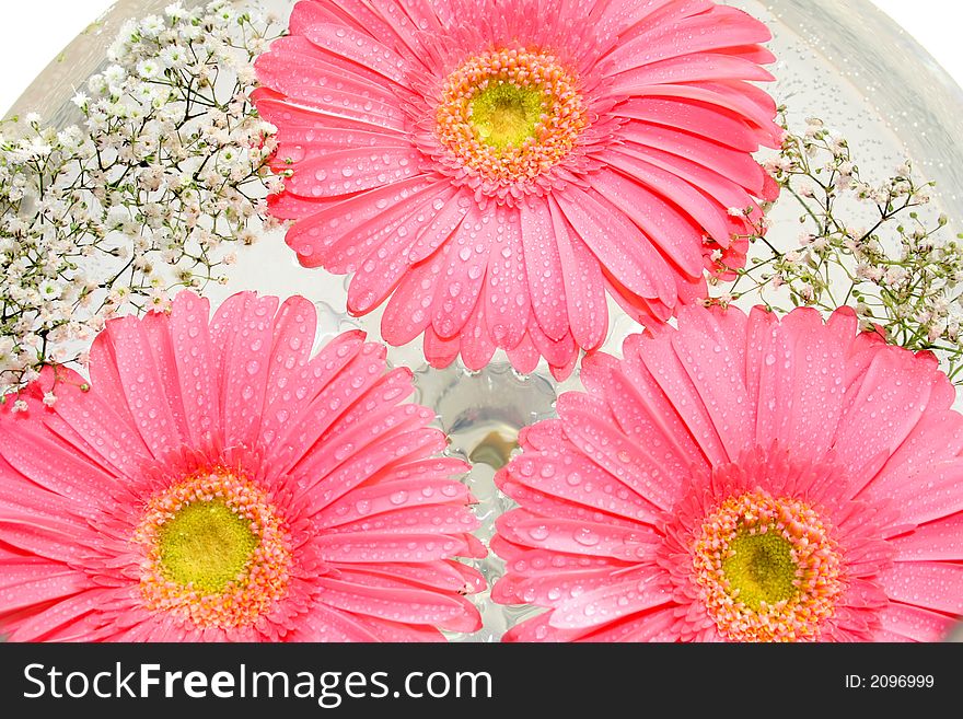 Flowers in goblet with water. Flowers in goblet with water