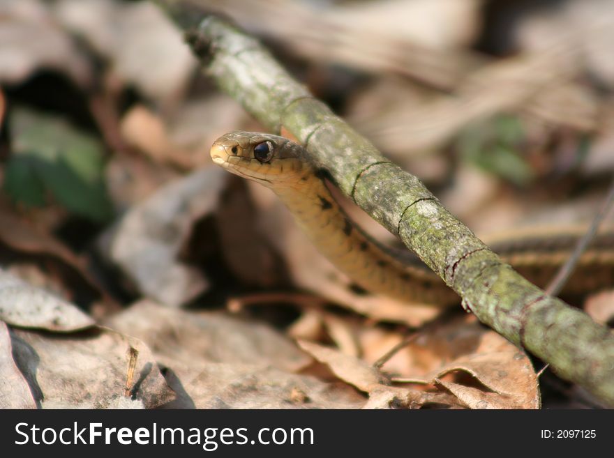 Close up of a snake. Close up of a snake