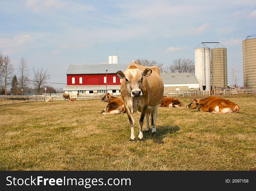 Farm scene with a jersey cow. Farm scene with a jersey cow