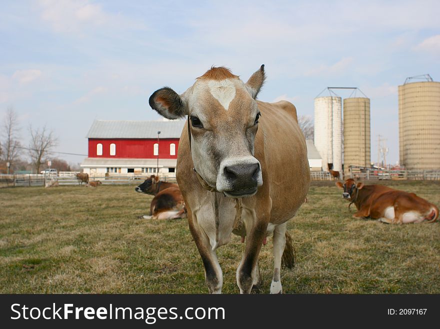 Jersey Cow In A Pasture