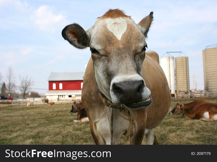 Jersey Cow In A Pasture