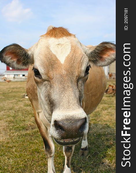 Jersey cow in a pasture