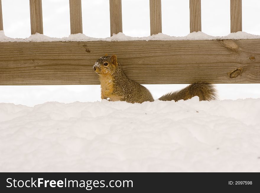 A squirrel looks for a quick meal in the snow following a winter storm. A squirrel looks for a quick meal in the snow following a winter storm.