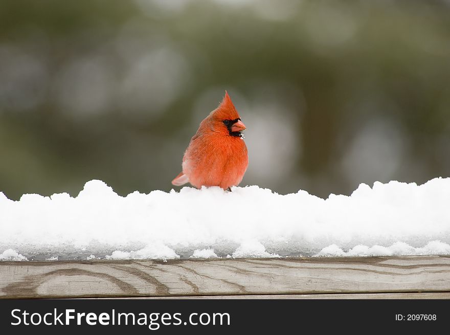 Cardinal On Snow Covered Rail