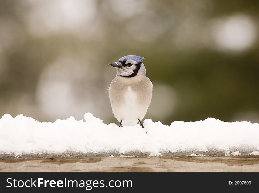 A bluejay sits perched on a snow-covered deck after a winter storm. A bluejay sits perched on a snow-covered deck after a winter storm.
