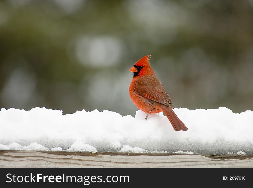 Cardinal On Snow Covered Rail