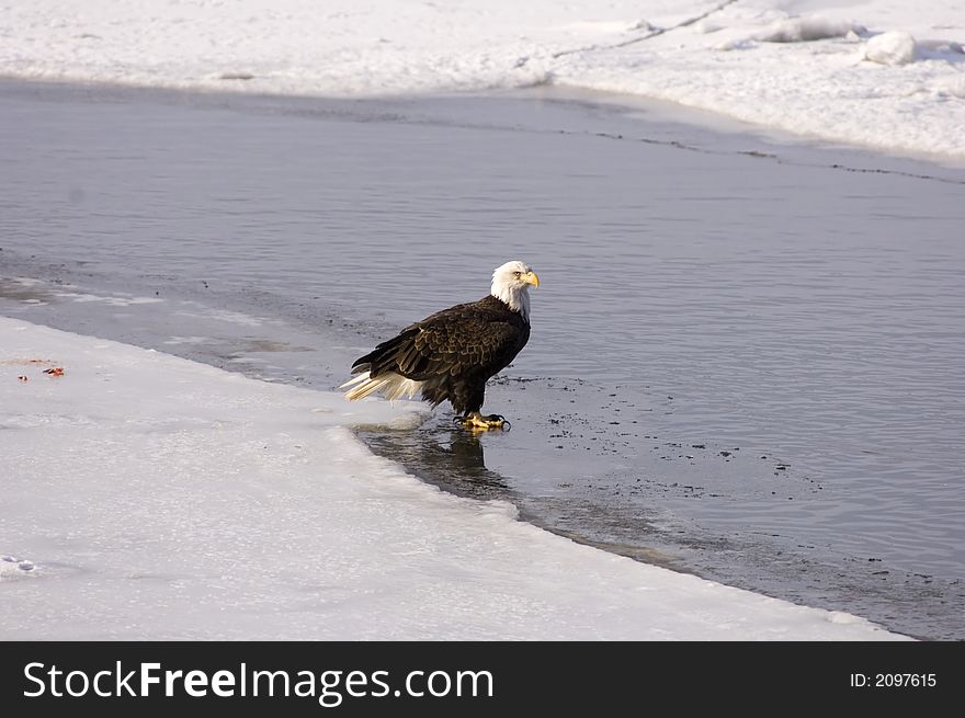 A bald eagle sits on the ice along the Mississippi River on a cold winter morning. A bald eagle sits on the ice along the Mississippi River on a cold winter morning.