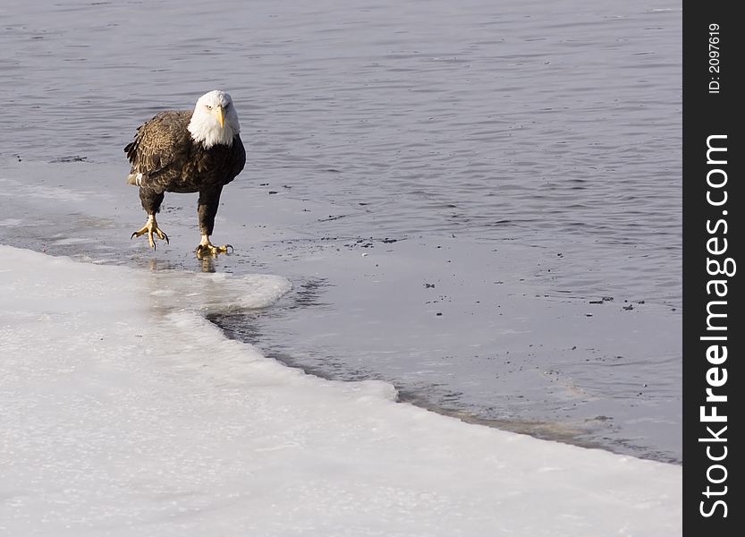 A bald eagle sits on the ice along the Mississippi River on a cold winter morning. A bald eagle sits on the ice along the Mississippi River on a cold winter morning.