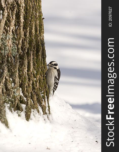 A downy woodpecker makes its way up a tree. A downy woodpecker makes its way up a tree