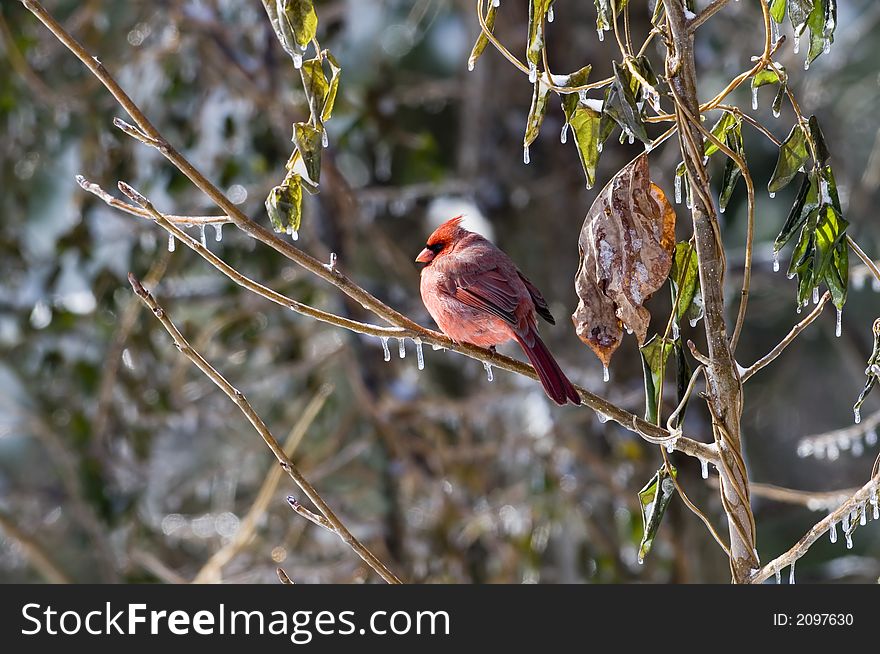 A cardinal sits in a tree following an ice storm. A cardinal sits in a tree following an ice storm.