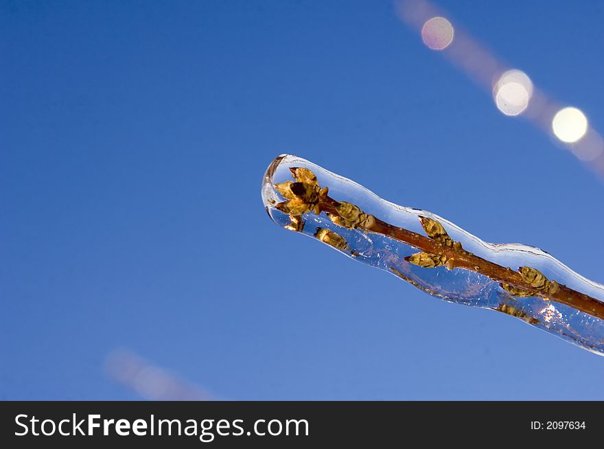 Ice covers the branches of a small tree after an Illinois snowstorm. Ice covers the branches of a small tree after an Illinois snowstorm