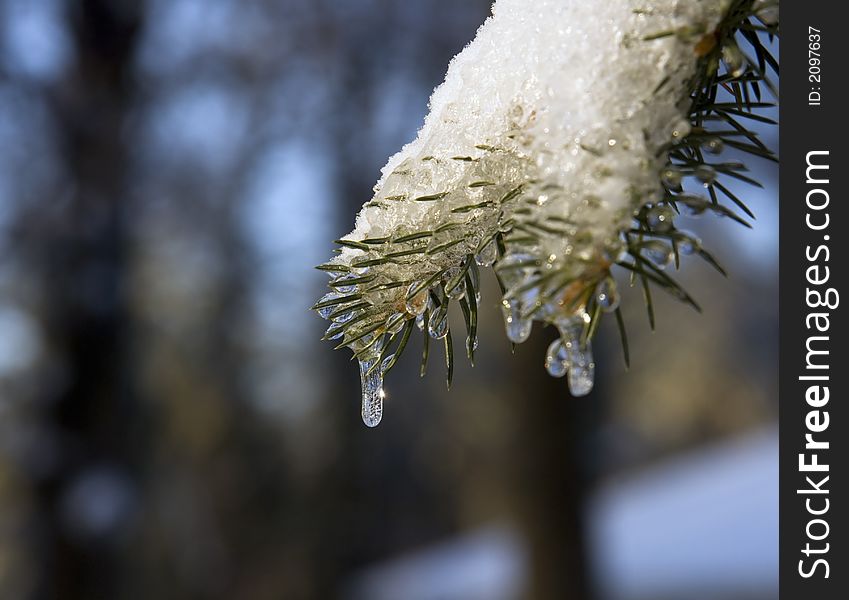 Icicles on an evergreen tree following a snowstorm in Illinois. Icicles on an evergreen tree following a snowstorm in Illinois