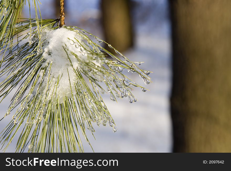 Ice forms on the branches of evergreen trees following a snowstorm in Illinois. Ice forms on the branches of evergreen trees following a snowstorm in Illinois