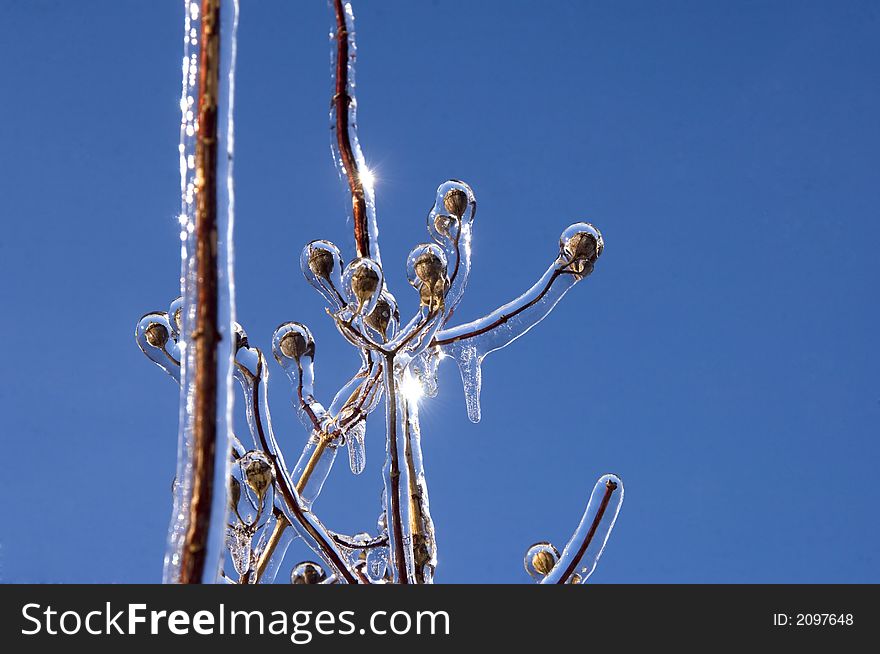 Ice coats the branches of plants and shrubs following a winter storm in Illinois. Ice coats the branches of plants and shrubs following a winter storm in Illinois