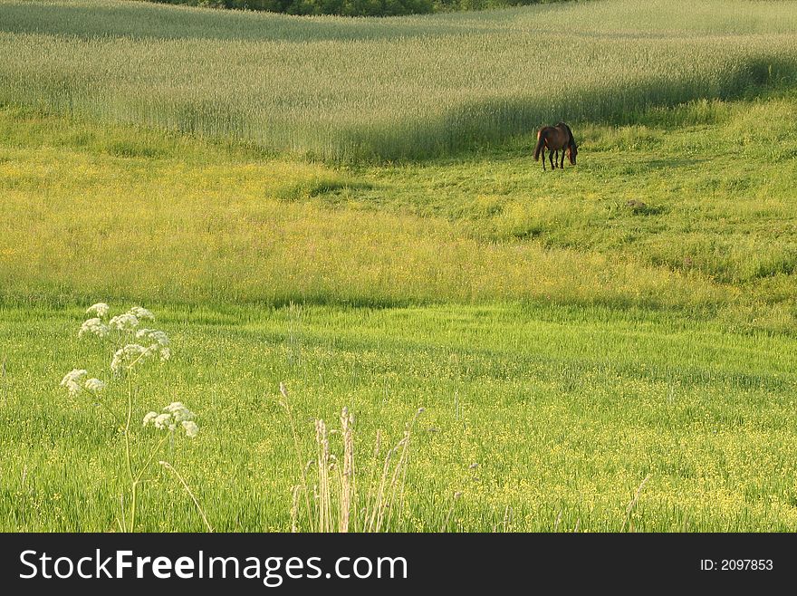 Latvia, Latgalia, horse, race, racehorse, green, forest, meadow, landscape, country, villade,  natural, natura, outdoors, park,  peaceful,  seasons, summer, rest, evening, Ligo, holiday, dream, freedom, free, sunset,. Latvia, Latgalia, horse, race, racehorse, green, forest, meadow, landscape, country, villade,  natural, natura, outdoors, park,  peaceful,  seasons, summer, rest, evening, Ligo, holiday, dream, freedom, free, sunset,