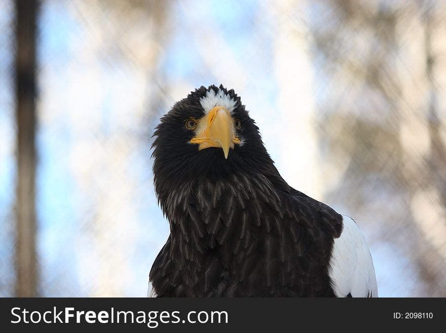 White head eagle full face portrait