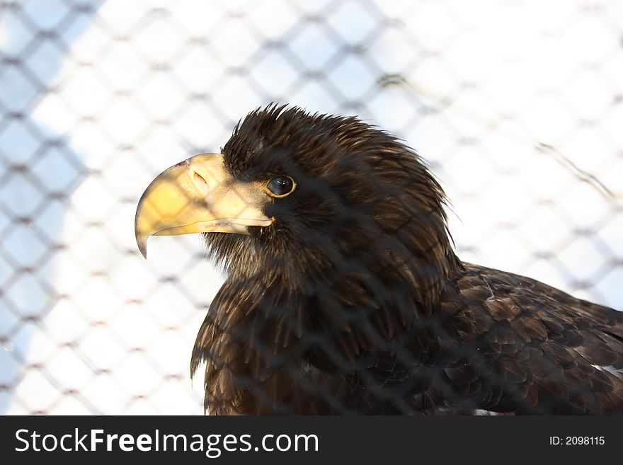 Eagle face portrait behind net. Eagle face portrait behind net