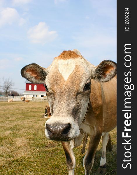 A brown jersey on a farm. A brown jersey on a farm