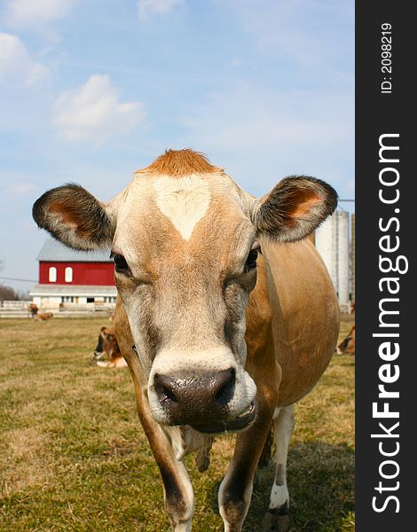 Jersey Cow In A Pasture