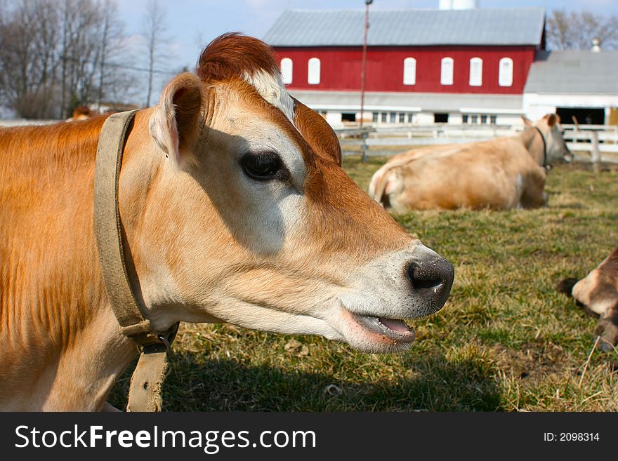 A portrait of a jersey cow. A portrait of a jersey cow