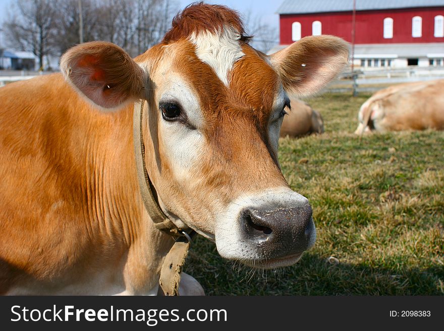 A jersey cow in pasture. A jersey cow in pasture