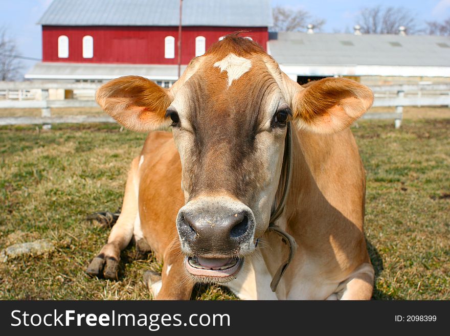 Jersey cow in a pasture