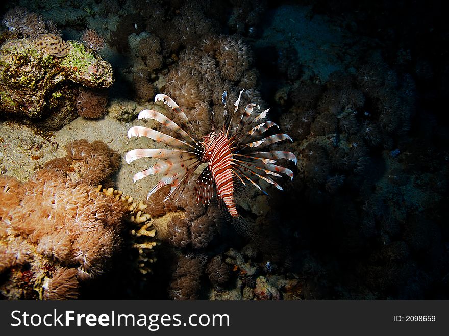 Lion Fish In Cave