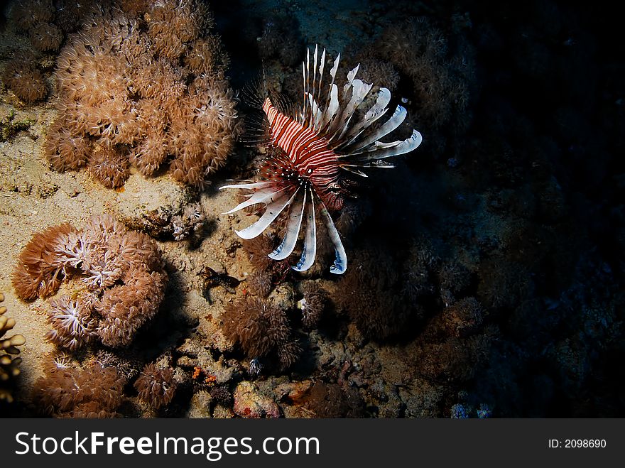 Lion Fish In Red Sea