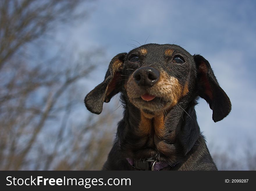 My eleven year old friend a miniture dachsund. My eleven year old friend a miniture dachsund