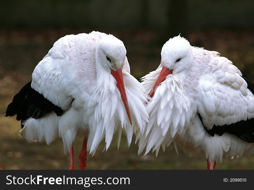 Two storks huddling against each other. Two storks huddling against each other.