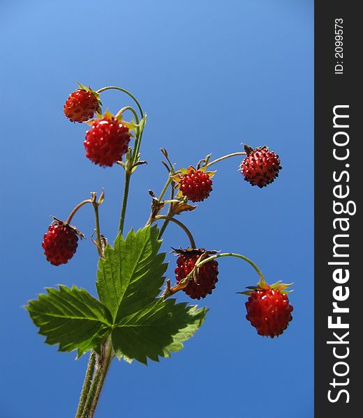 Wild strawberry with blue sky