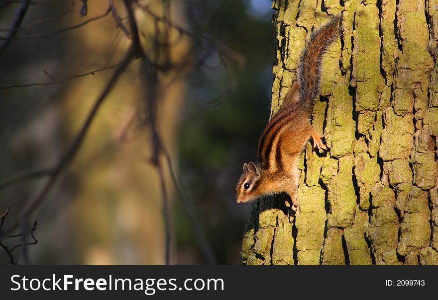 Squirrel climbing down a tree on an early spring morning
