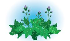 Burdock Royalty Free Stock Image Burdock Royalty Free Stock Image