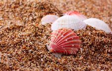 Seashells Over Sea Sand Stock Photos Seashells Over Sea Sand Stock Photos