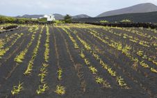 Agriculture On Lanzarote Stock Image Agriculture On Lanzarote Stock Image