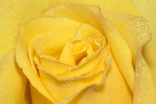 Rose Petals Royalty Free Stock Photo Rose Petals Royalty Free Stock Photo