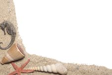 Seashells Royalty Free Stock Photo Seashells Royalty Free Stock Photo
