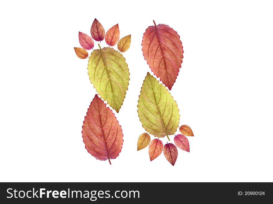 Beautiful Color Leaf Footprint