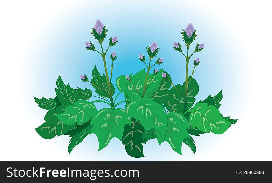 Flowers and leaves of burdock on a blue background